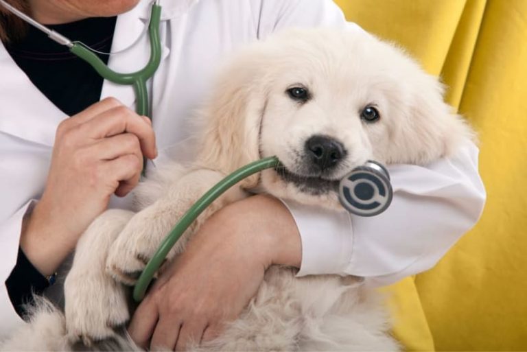 Excellent Reasons Why You Need Emergency Vet